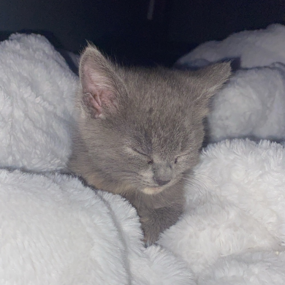 Meet your Posher, Jaxon